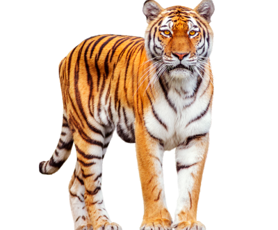 image-from-rawpixel-id-6153767-png